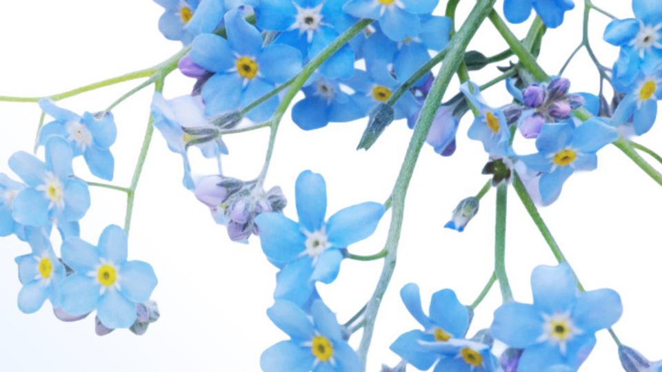 Human Rights Day Dec 10