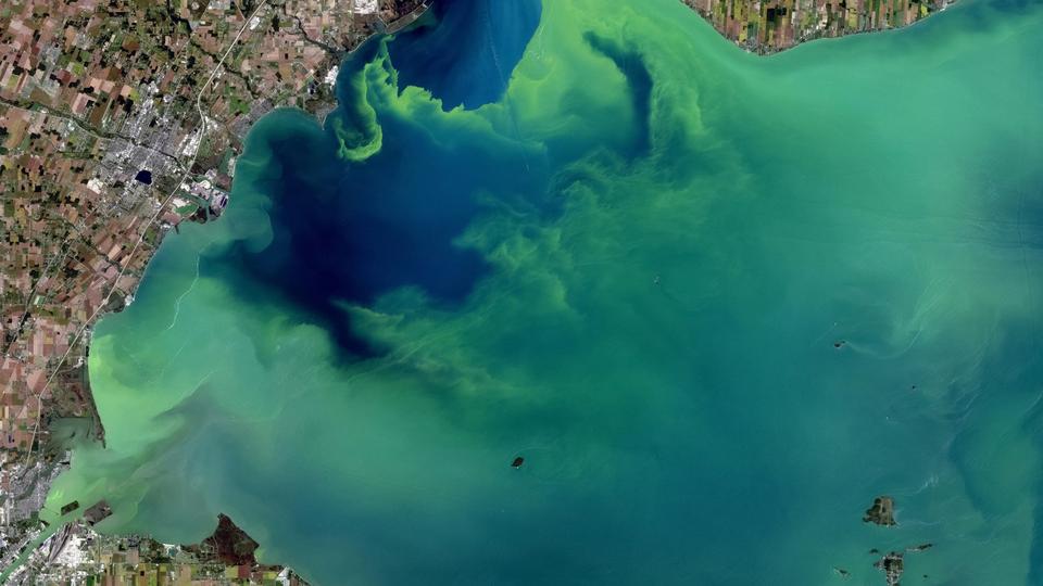algal bloom